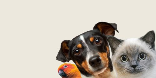 affaire-de-pattes-banniere-service-animaux